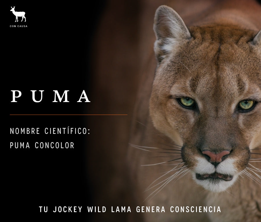 Tienda puma jockey sale