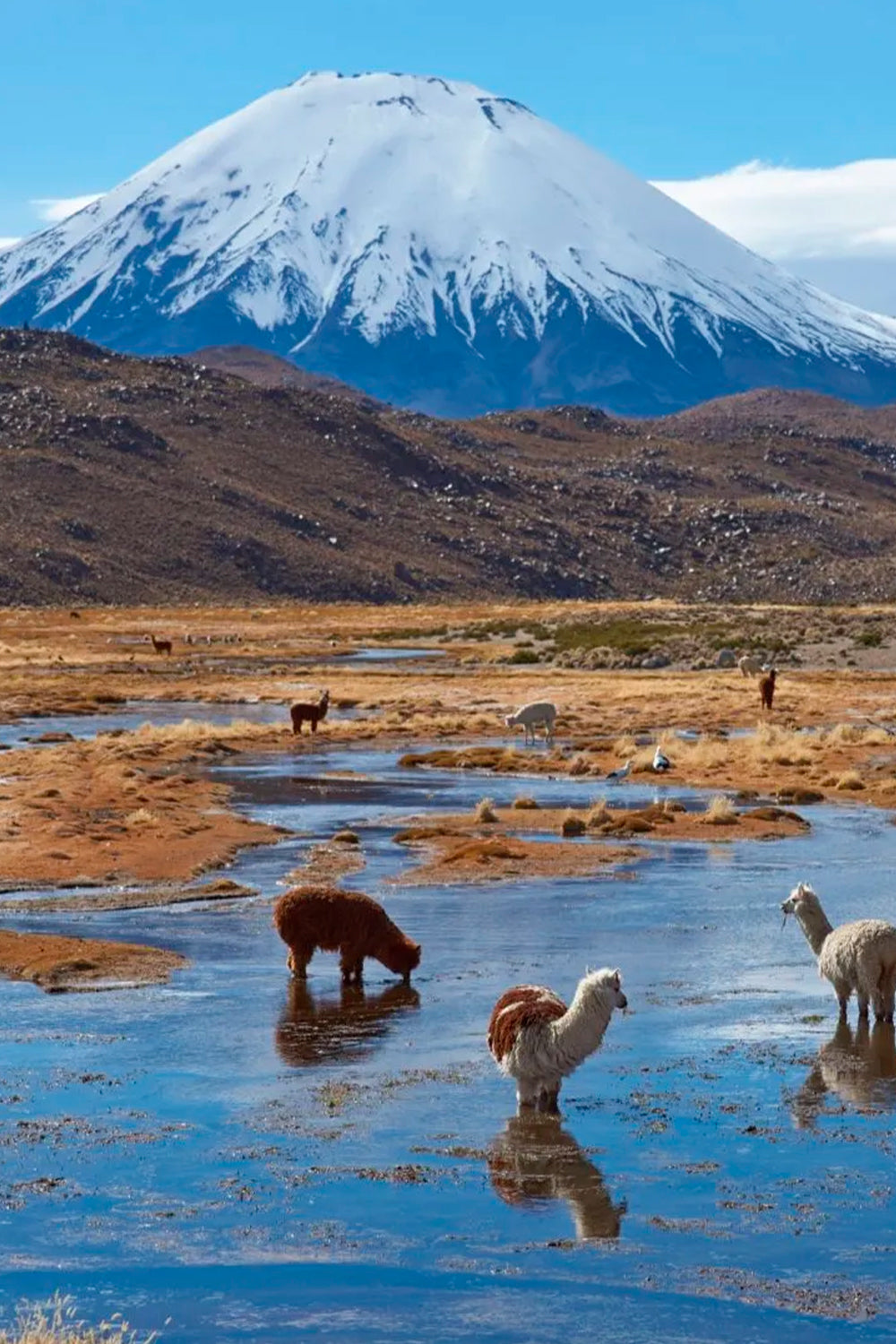 Jockey Lauca Algodón Orgánico Negro | Wild Lama