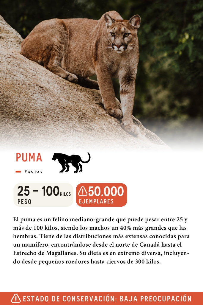 Jockey Puma Ripstop Algodón Orgánico Azul | Wild Lama